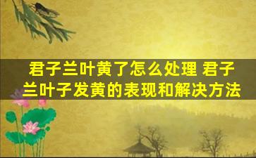 君子兰叶黄了怎么处理 君子兰叶子发黄的表现和解决方法